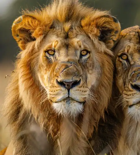Nairobi Wildlife